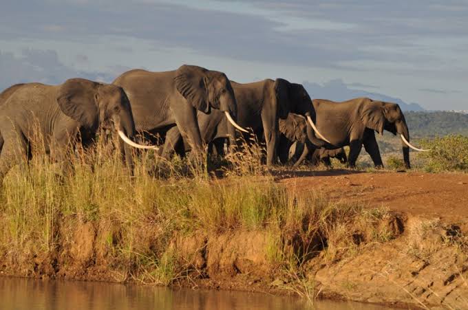 Mikumi National Park wildlife and landscape