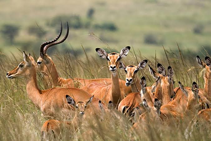 Wildlife sighting in Mikumi
